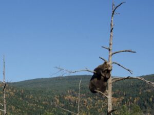 Медведь на макушке дерева фото